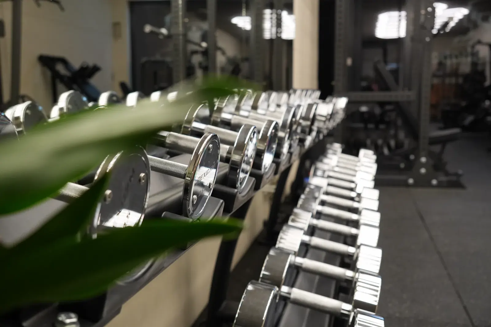 Rij dumbbells in de private gym van Schalk & Shape in Minderhout